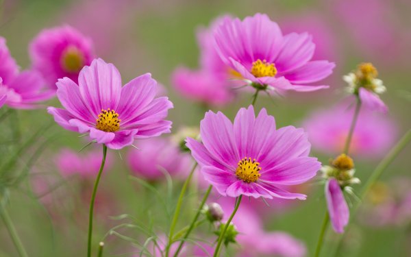 Космея – Pink Cosmos