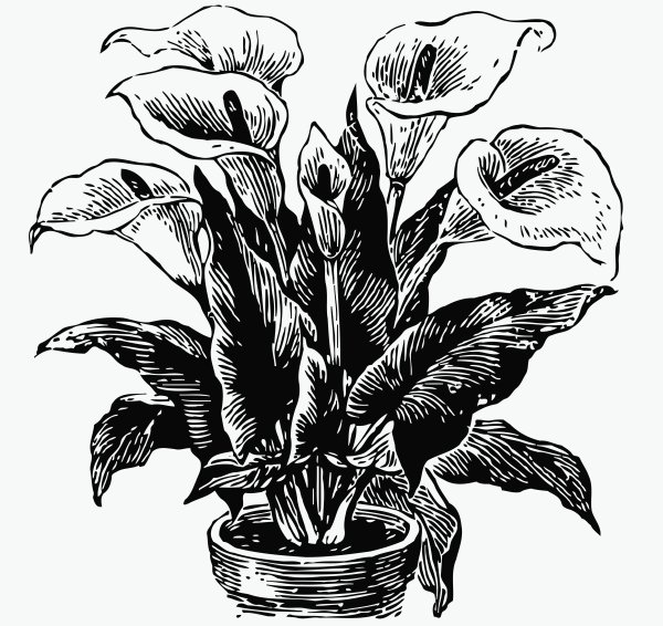 Раскраска монстера цветок