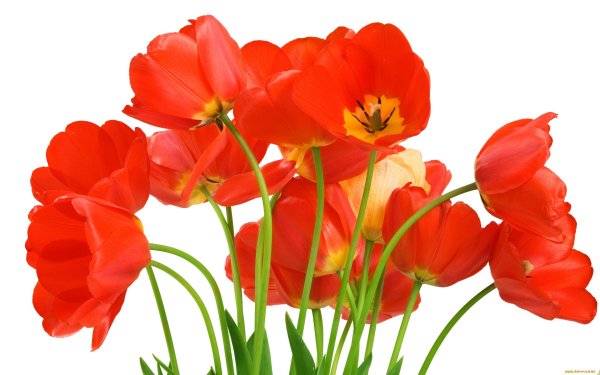 Часы CENTEK ст-7102 Tulips