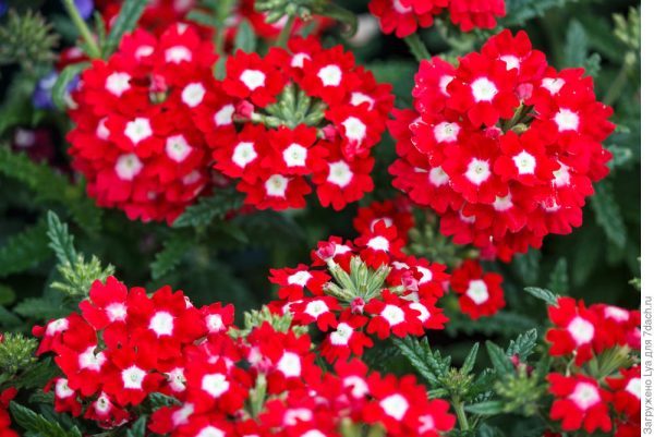 Вербена Magelana Red