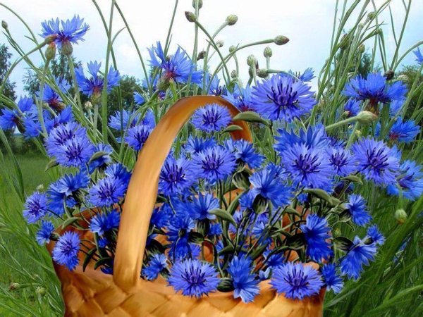Букет с колокольчиками