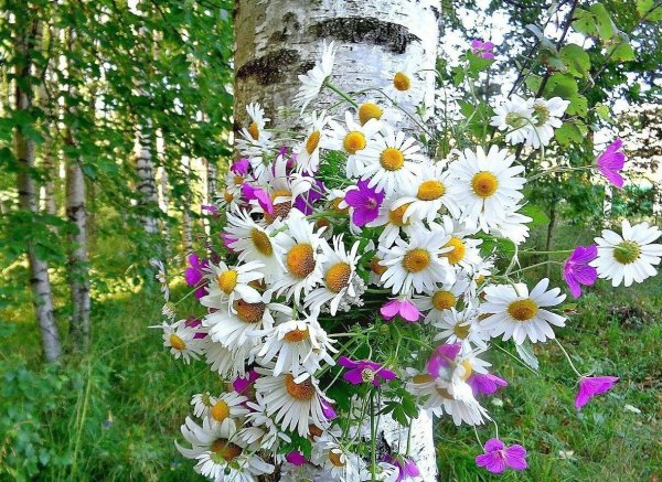 Луговые цветы