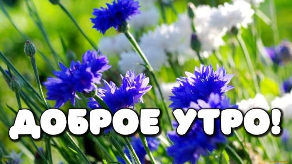 Доброе утро полевые цветы