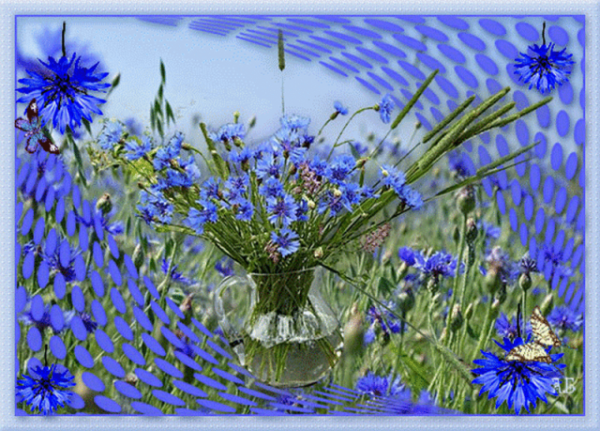 Ромашки с васильками