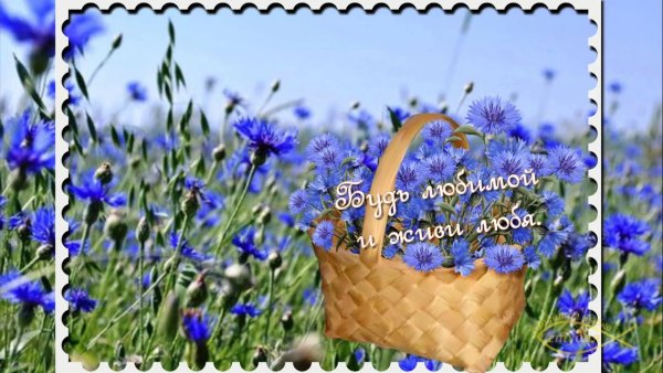 Доброе утро васильки в вазе