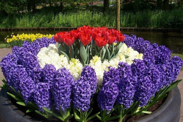 Роза аббатство Понтиньи