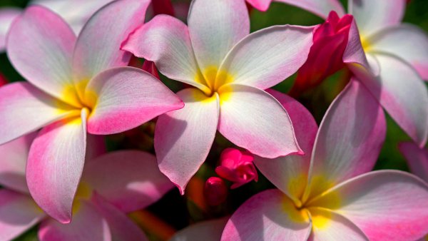 Eremae violacea