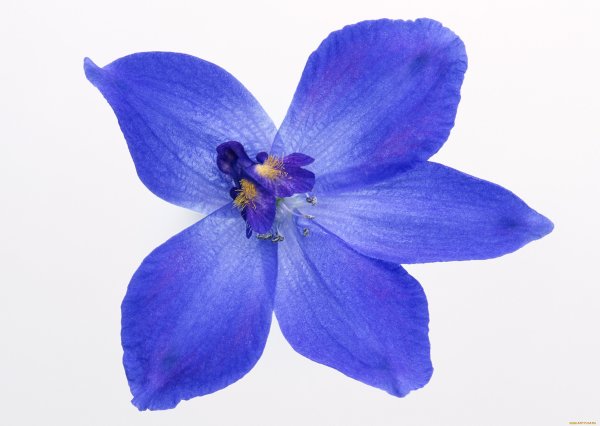 Орхидея Цимбидиум синяя