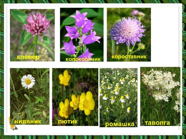 Клевер колокольчик короставник нивяник Лютик Ромашка таволга