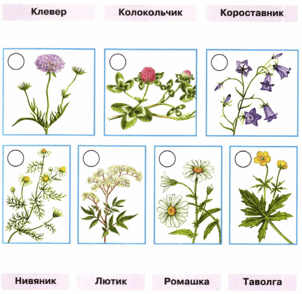 Клевер короставник нивяник Лютик таволга Ромашка