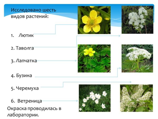 Клевер короставник нивяник Лютик таволга Ромашка