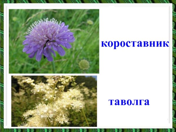 Цветы Клевер, таволга, короставник