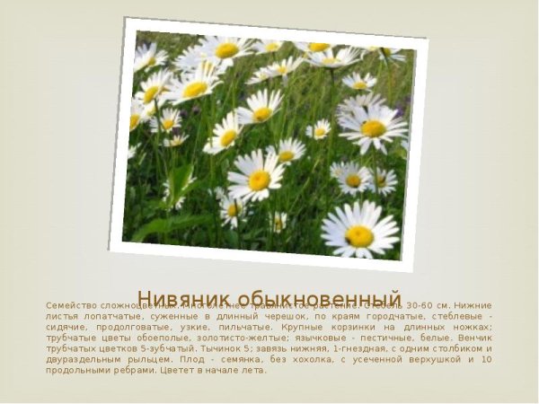 Нивяник обыкновенный