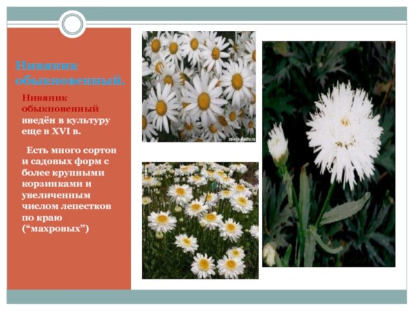 Leucanthemum Wirral Supreme