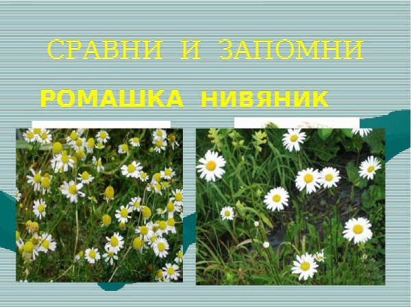 Нивяник Майфилд