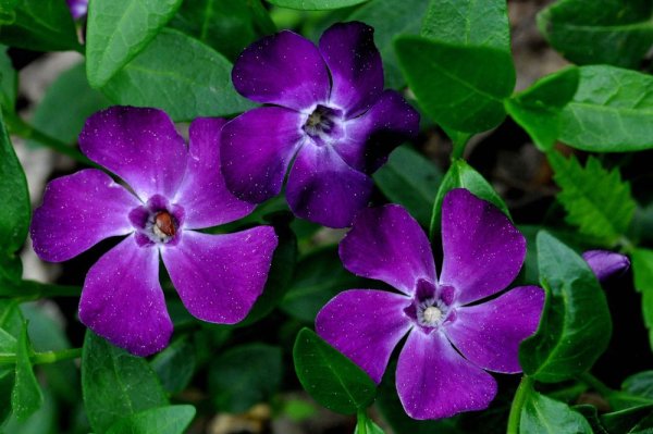 Барвинок reticulata