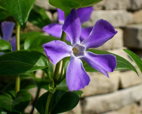 Барвинок (Vinca)