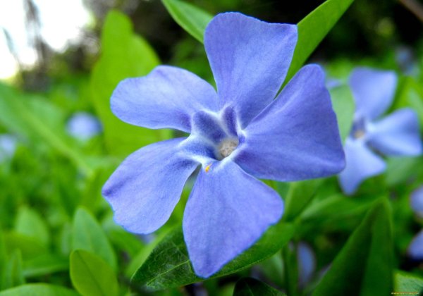 Барвинок малый (Vinca Minor)