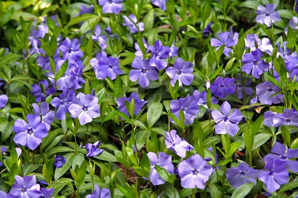 Барвинок малый (Vinca Minor)