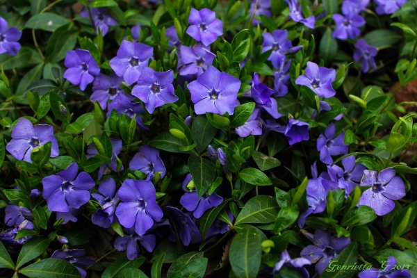 Барвинок Vinca Minor