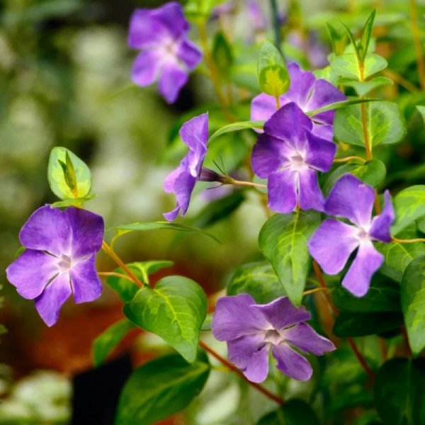 Барвинок малый variegata