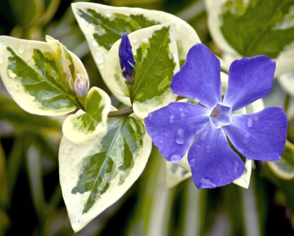 Барвинок Vinca Minor
