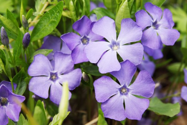 Барвинок (Vinca)