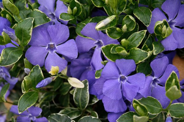 Барвинок малый (Vinca Minor)
