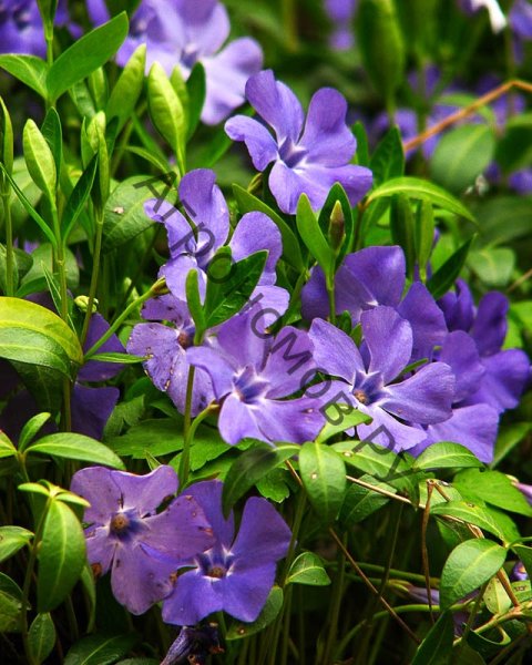 Барвинок травянистый