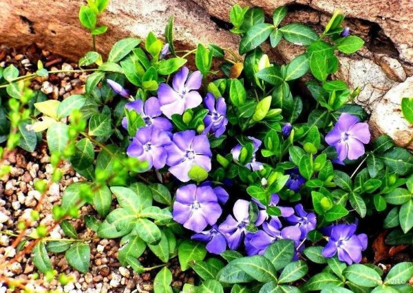 Барвинок Vinca Minor