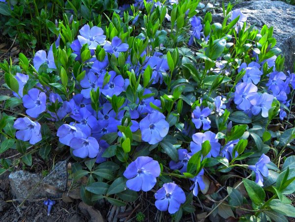 Барвинок Vinca Minor