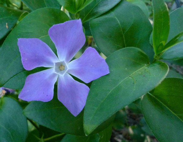 Барвинок большой Vinca Major