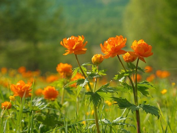 Купальница Сибирская
