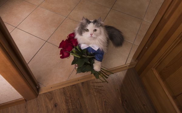 Кот дарит цветы
