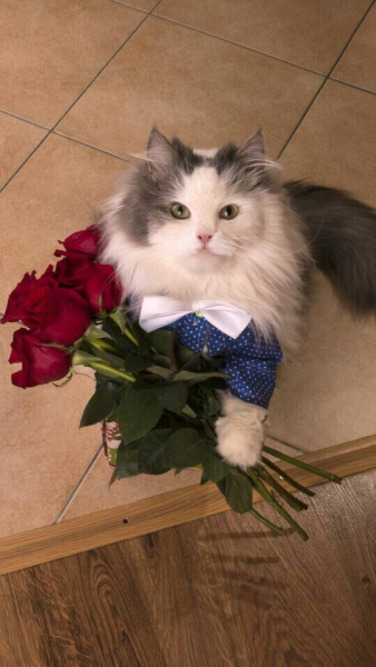 Кот с букетом