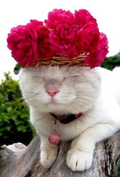 Кот с цветами