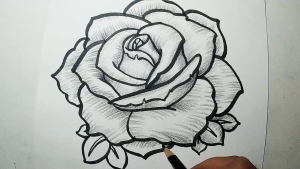 Роза черной ручкой