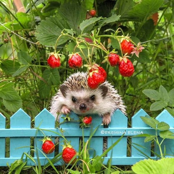 Ежик с ягодами