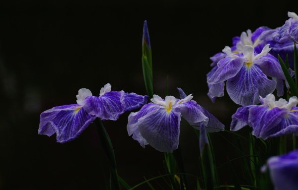 Algerian Iris