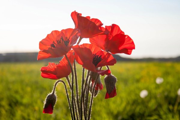 Полевые маки в букетике