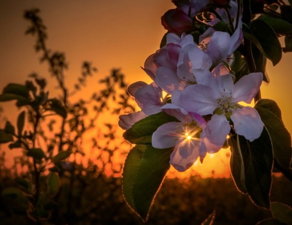 Алина Ланкина Фотонатюрморты