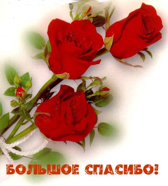 Красивые открытки с цветами и пожеланиями