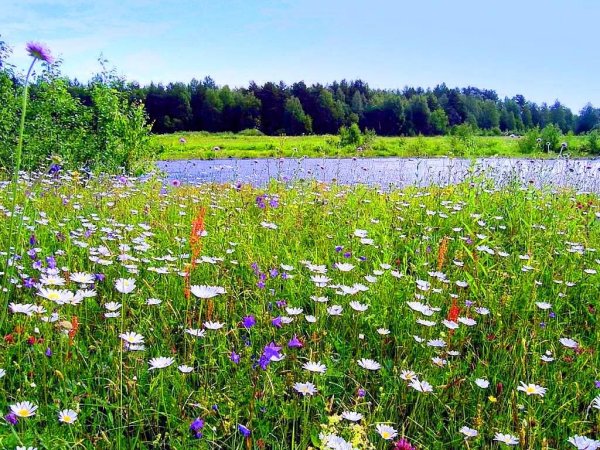 Лето июнь природа