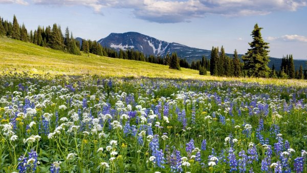 Пейзаж с ромашками