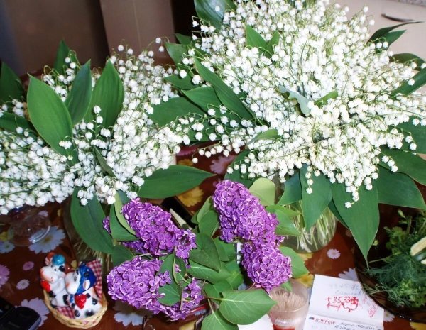 Ландыш и Жасмин