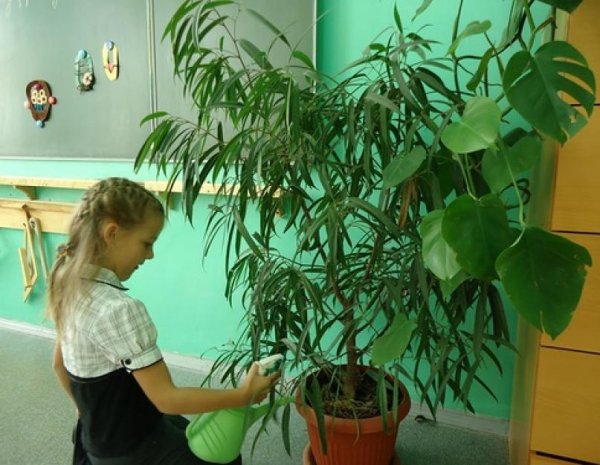 Комнатные цветы в классе