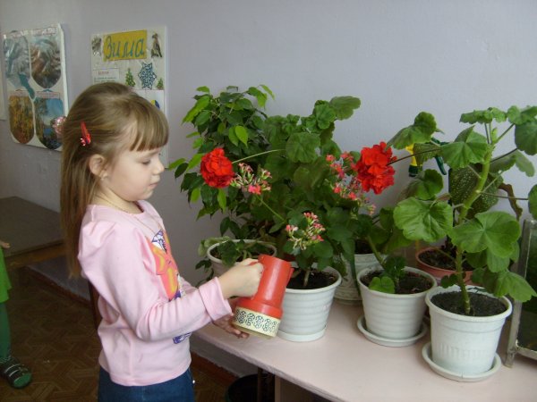 Герань в детском саду