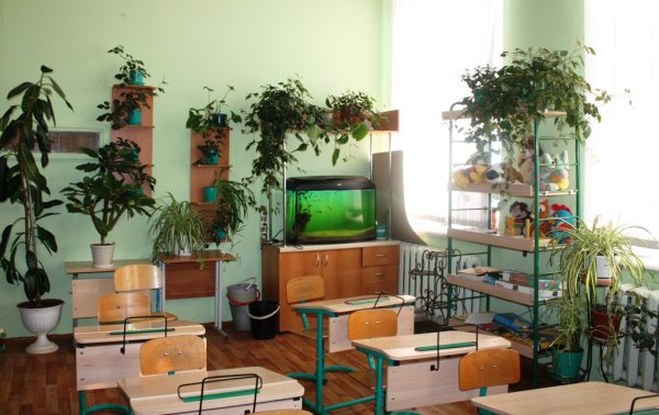 Зеленый уголок в школе