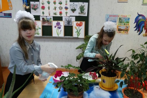 Комнатные растения в школьном классе