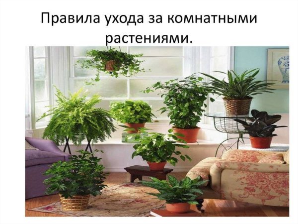 Комнатные растения в классе
